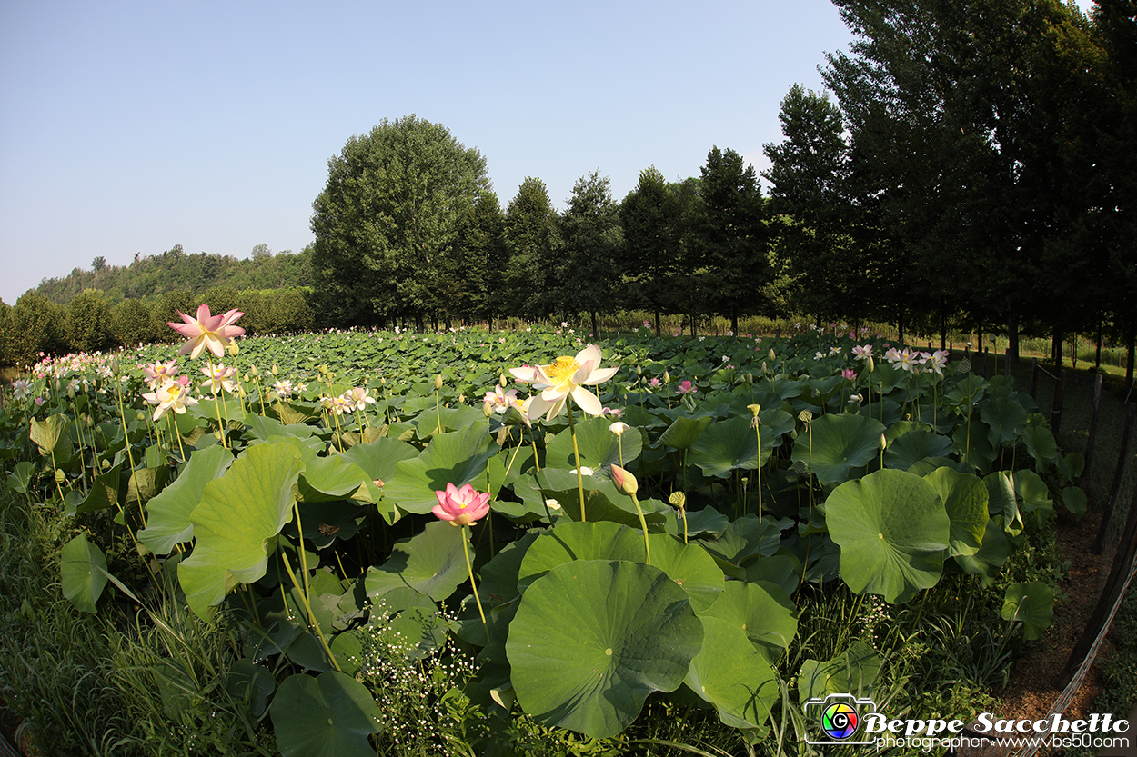 VBS_6657 - Fioritura Loto Laghetto Vezza d'Alba.jpg